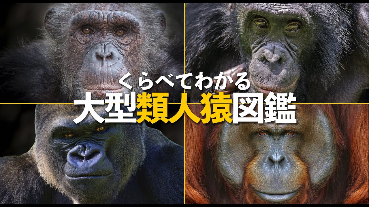 大型類人猿をくらべてみよう