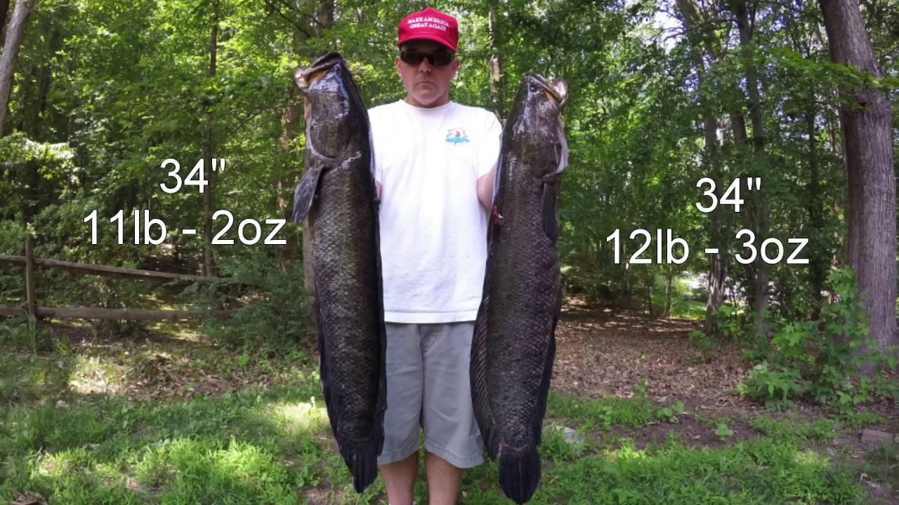 Best Snakehead Bowfishing Video Ever - GIANT Potomac River Snakeheads!