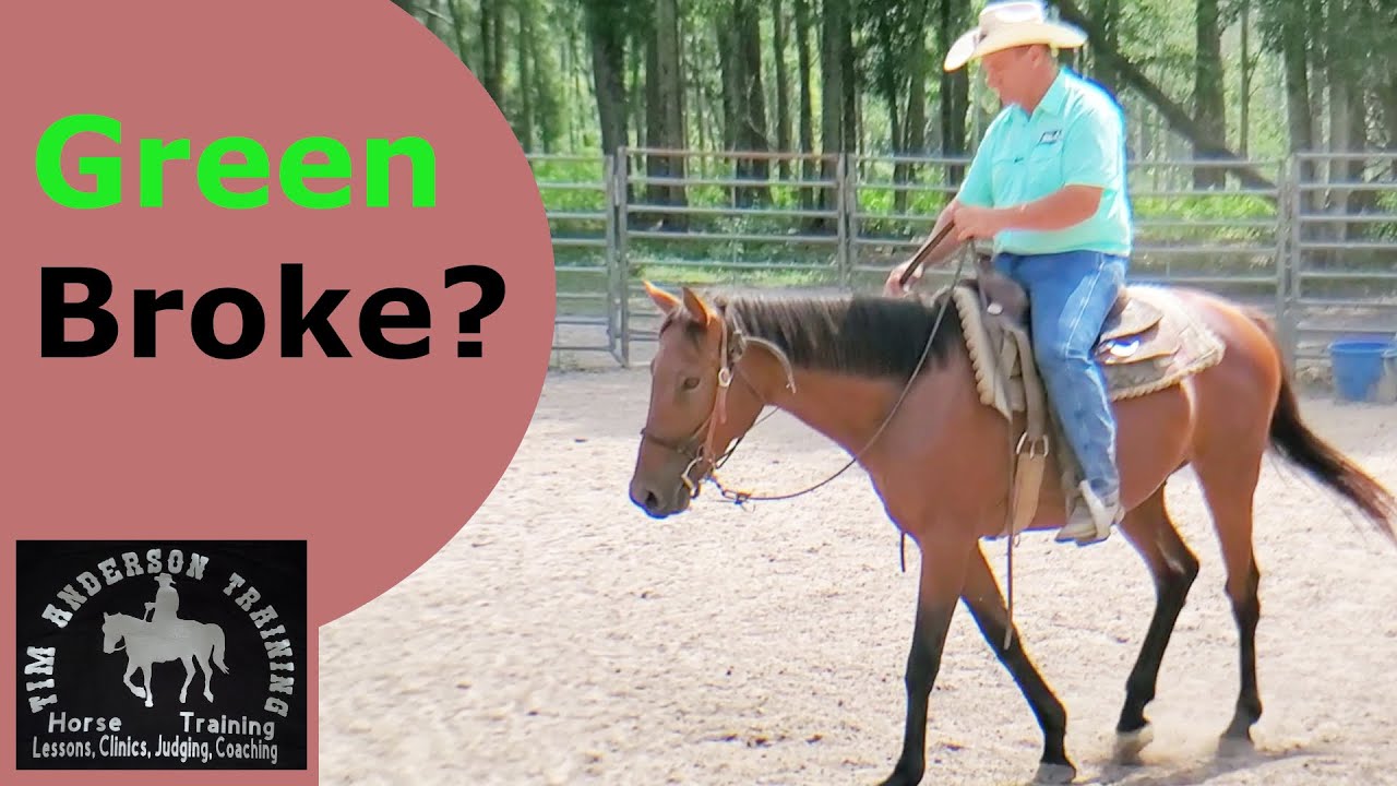 What is a green broke horse and how to get it broke.