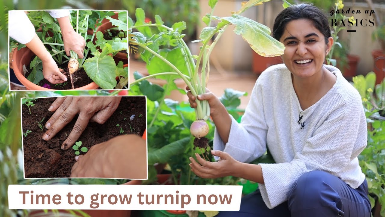 Time To Grow Turnip Now | Garden Up Basics Ep.21