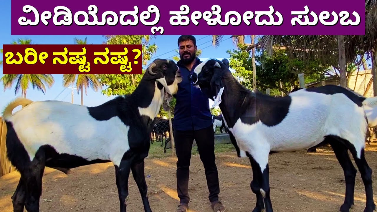 ಮೇಕೆ ಸಾಕಾಣಿಕೆ ತುಂಬಾ ನಷ್ಟ? Green Acre farms | Goat farming in Karnataka | meke sakanike Kannada