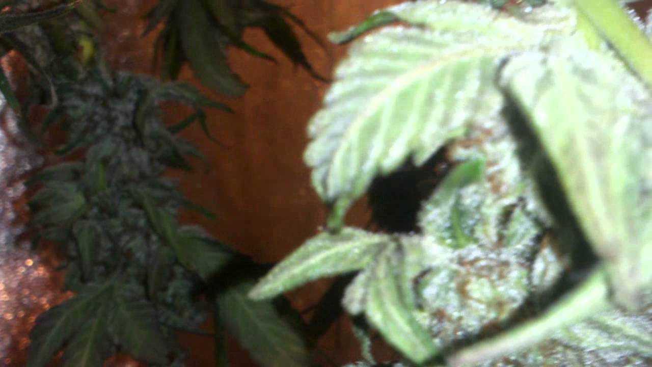 harvest of OMMP grow of sour alien and Burmese Kus