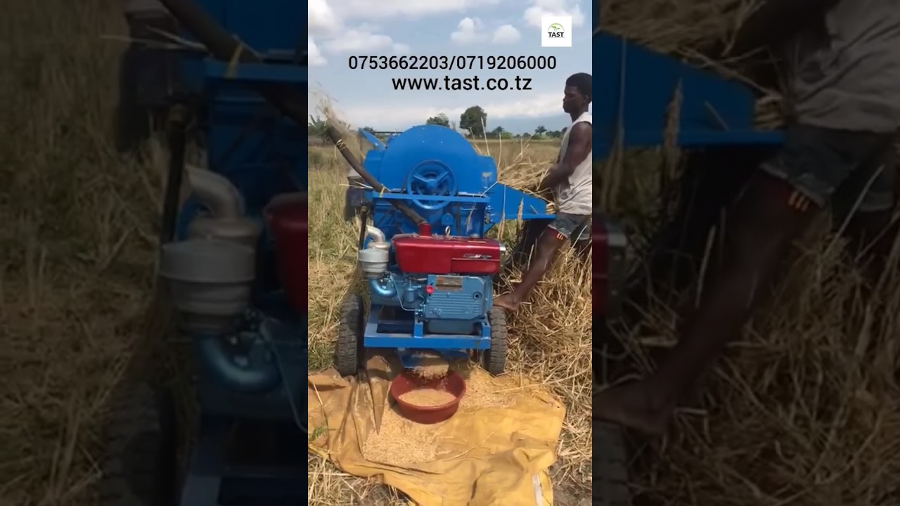 Best paddy/Rice thresher/threshing Machine in the world/500bags/hr#world #tanzania #0719206000 #tast