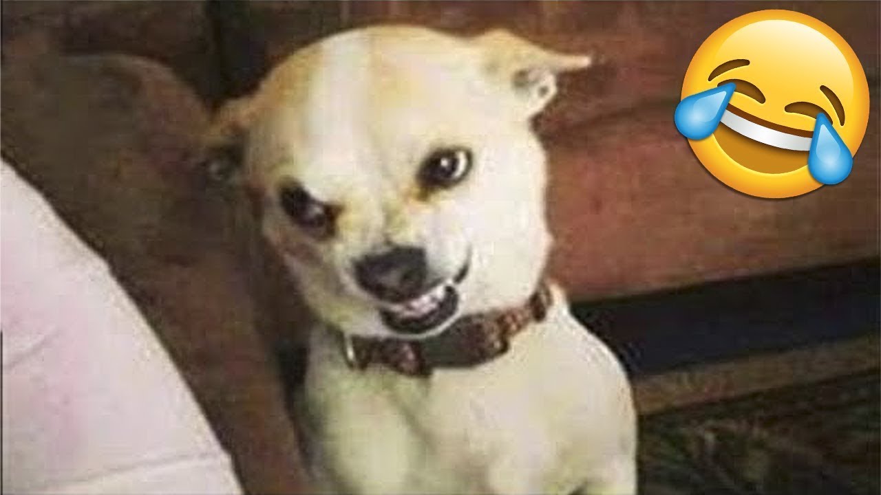 Try Not To Laugh Dogs And Cats 😁 - Best Funniest Animals Video 2024 - Part 92