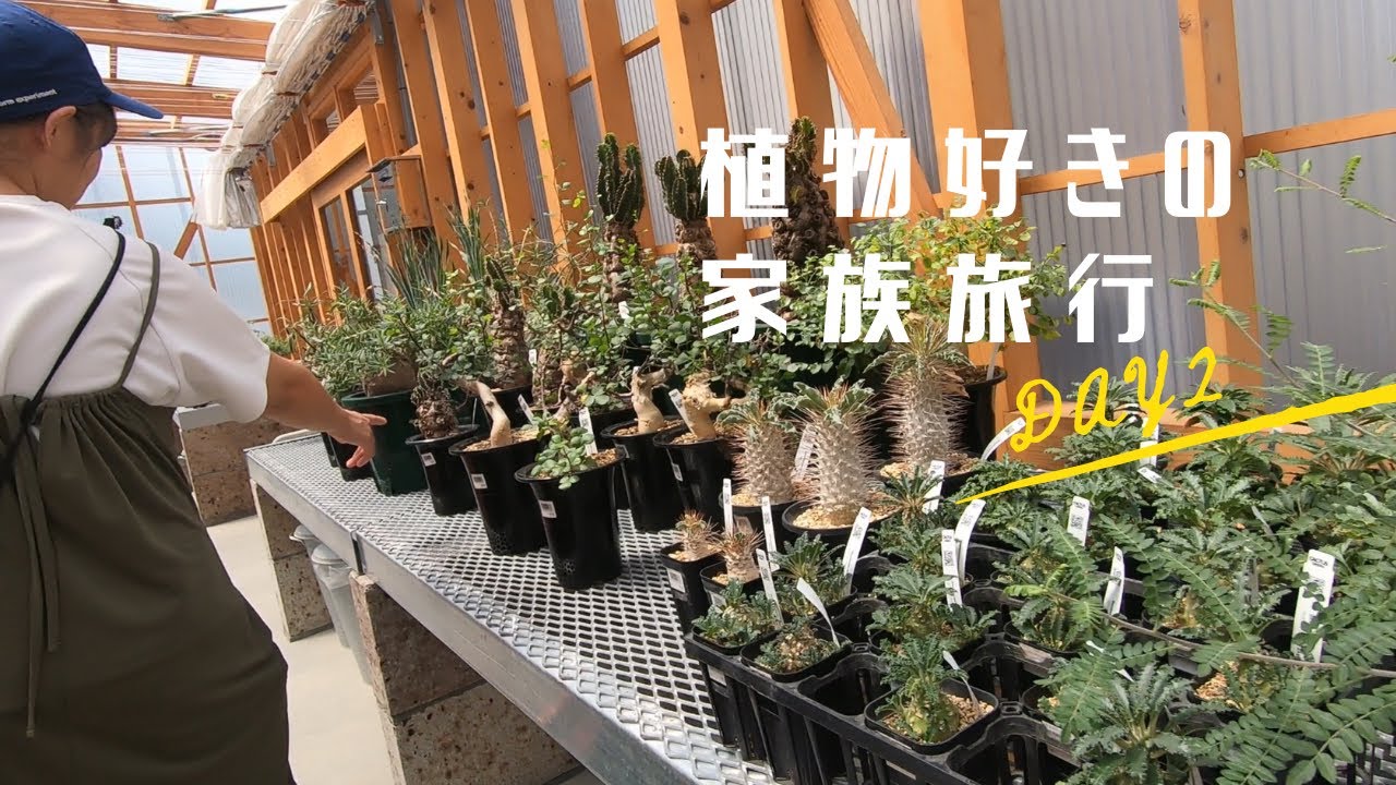 塊根植物とサボテンを購入！レアプランツだらけ！栃木の名店CACTUS GREENをレポート【植物好きの家族旅行Day2】