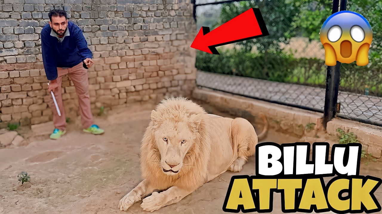 Junaid per white lion ne attack kar dia😱🦁