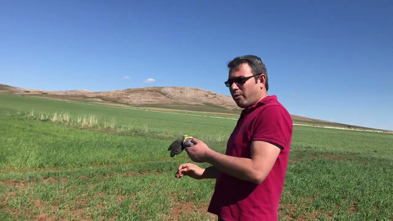 Sarıçalda ekinleri ilaçlarken