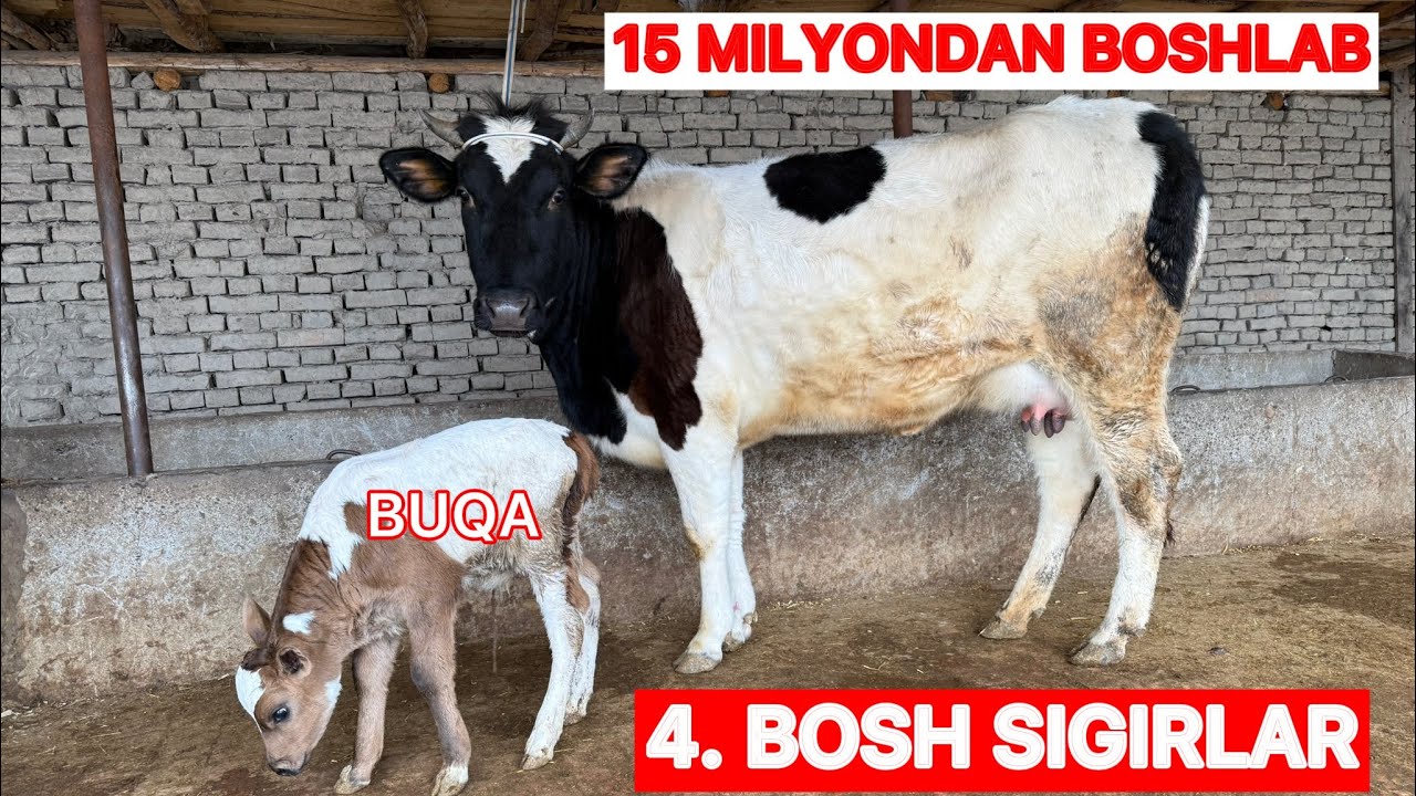  PULI ARZON ROZG’OR BOP SIGIR VA BOG’OZLAR SOTILADI‼️