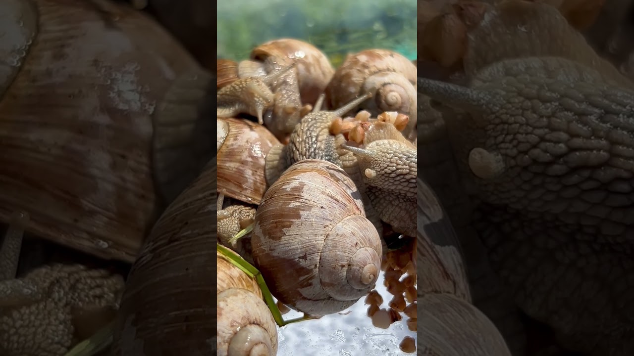 Awakening sunny day for my snails!!! 