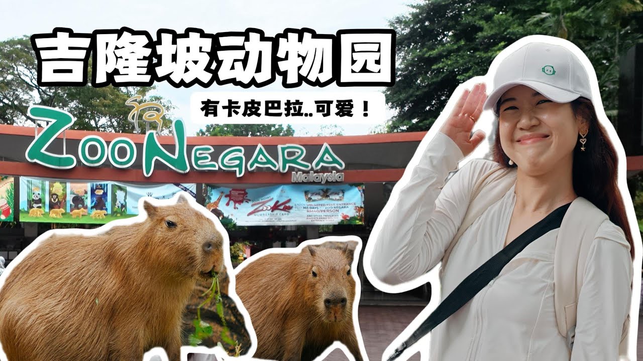 在吉隆坡动物园Zoo Negara深度体验游。动物们明显在说：“这帮人类戏真多。” 我居然偶遇Capybara卡皮巴拉！可爱爆表~