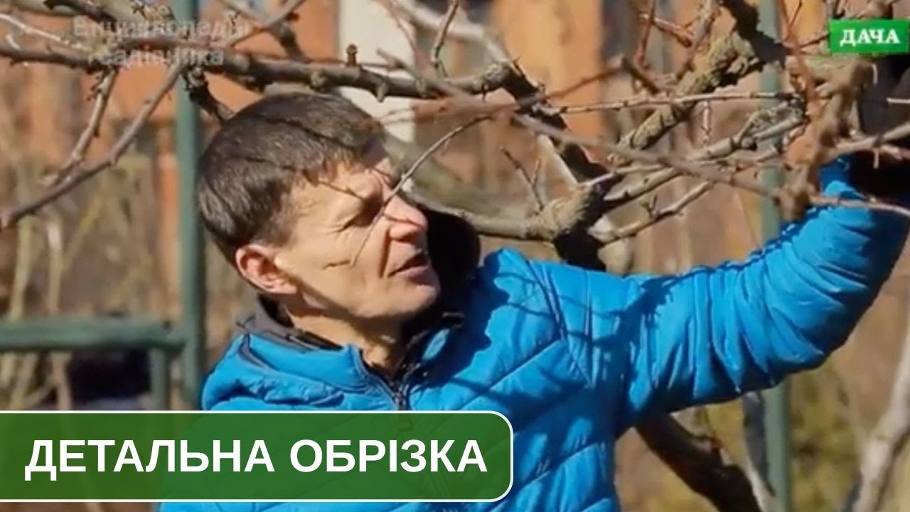 Регулююча обрізка плодових. Детальний розбір на конкретній гілці