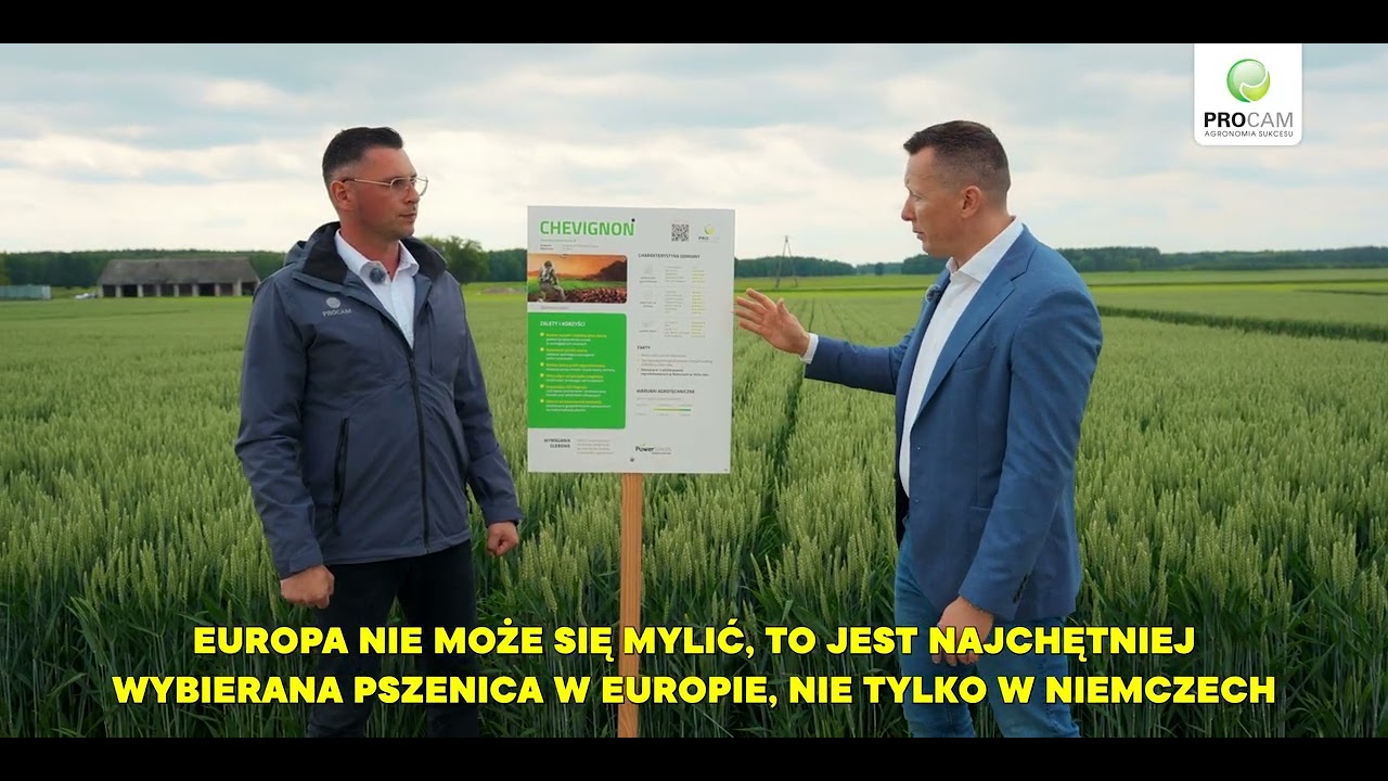 Pszenica Ozima Chevignon - nr.1 w Europie !