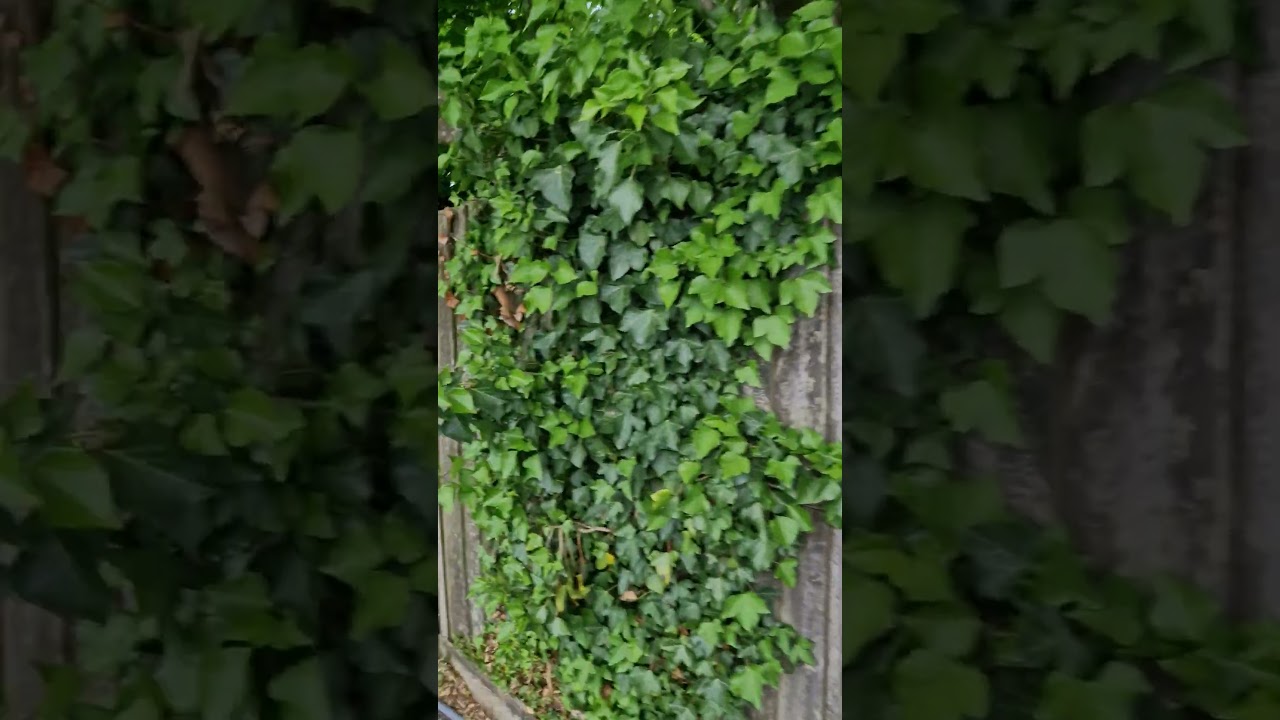 English Ivy Growing on a Neighbour's Fence and Slowly Destroying it