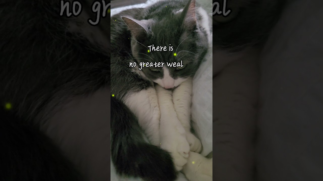 😽😽😽 