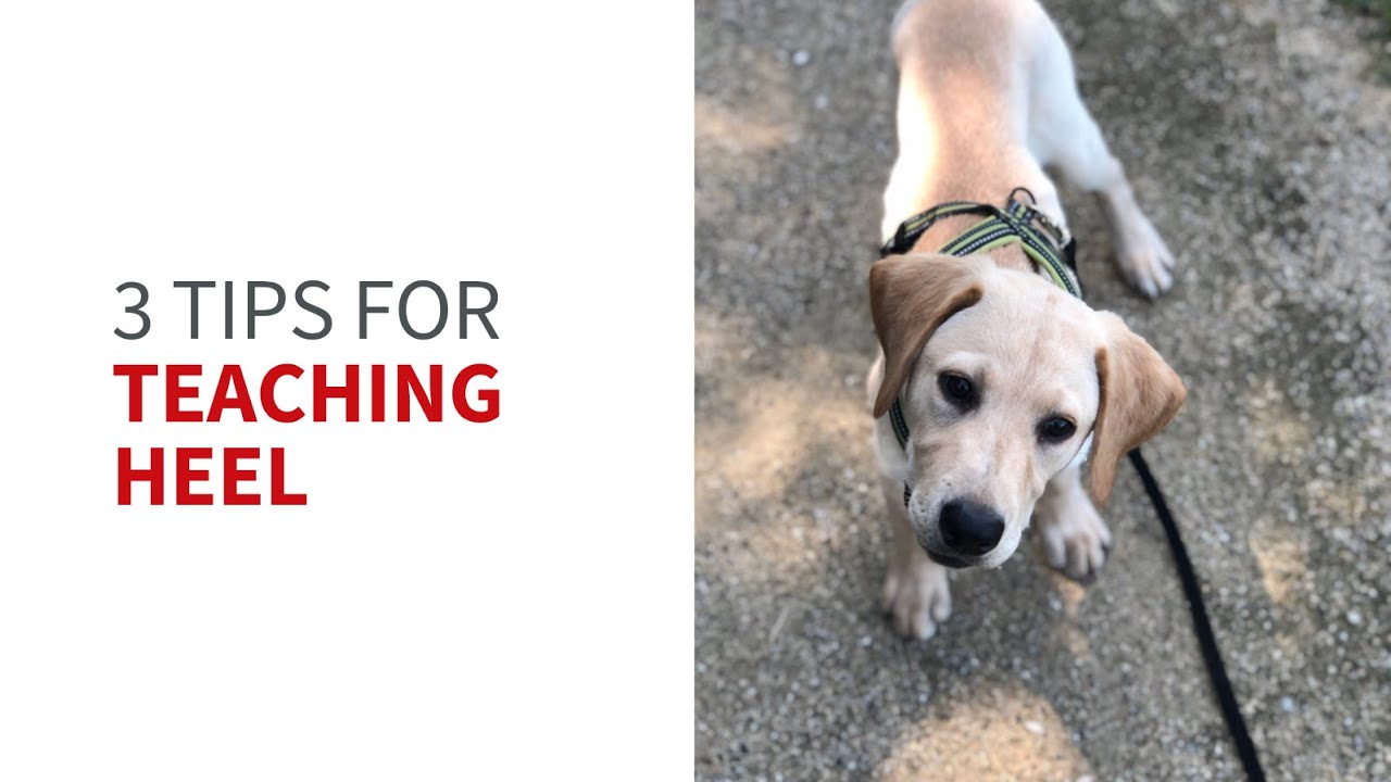 Teaching your puppy to heel: My top three tips