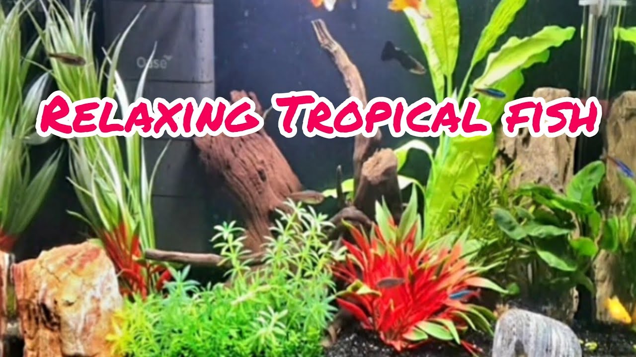 RELAXING TROPICAL FISH 