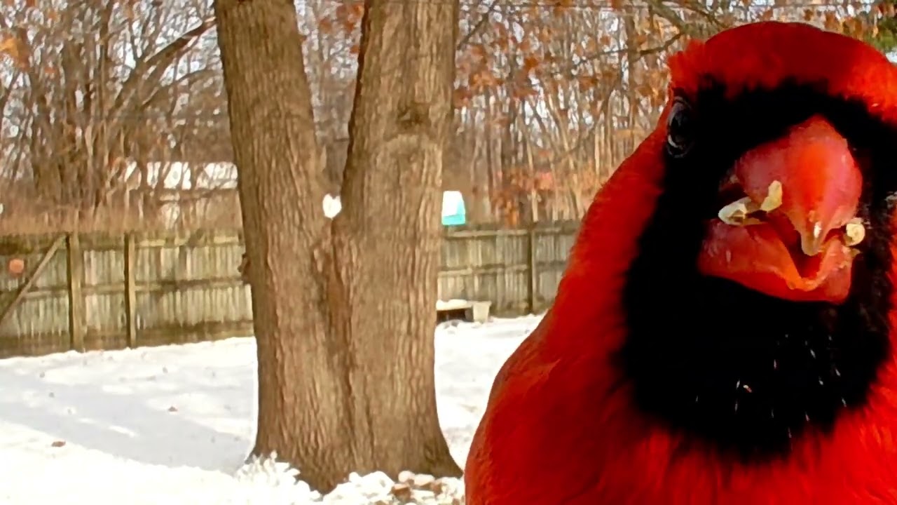 Northern Cardinal 