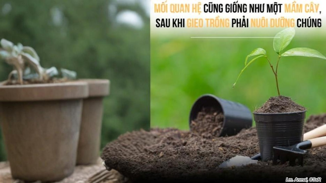 CÂY KHÔNG ĐƯỢC CHĂM SÓC LÂU NGÀY VÀ BÀI HỌC SÂU SẮC, CHI TIẾT, VỀ QUAN HỆ TƯƠNG QUAN GIỮA CON NGƯỜI
