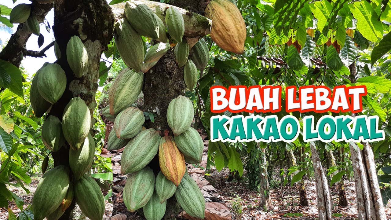Kakao berbuah lebat | Kakao hybrid | cacao plant full pods | Kakao lokal tidak keras | kebun kakao