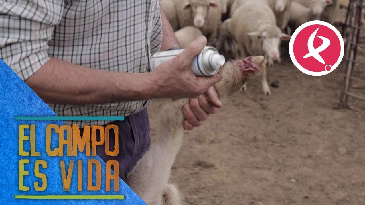 La humedad deja cojas a algunas ovejas de Chabeli | El campo es vida