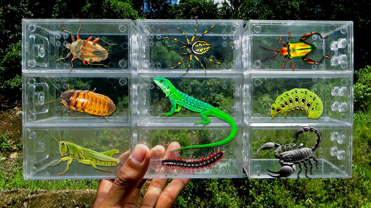 I searched for insects in the garden I got Caterpillar, Scorpion, Millipede, Spider, Beetle, Lizard