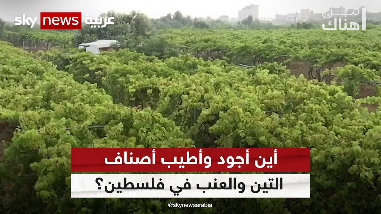 أين أجود وأطيب أصناف التين والعنب في فلسطين؟ | #من_هناك