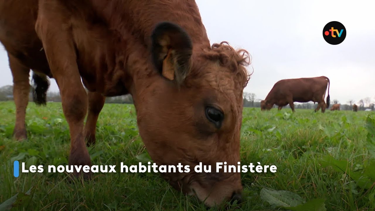 Le Finistère devenu une terre d'accueil pour les agriculteurs