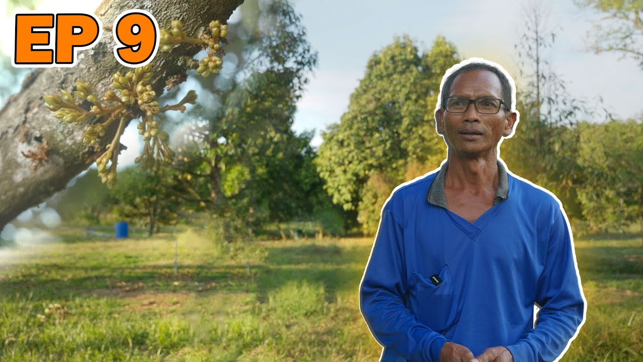Agri Sight EP9: สวนทุเรียน อำเภอกบินทร์บุรี จ.ปราจีนบุรี 🌳