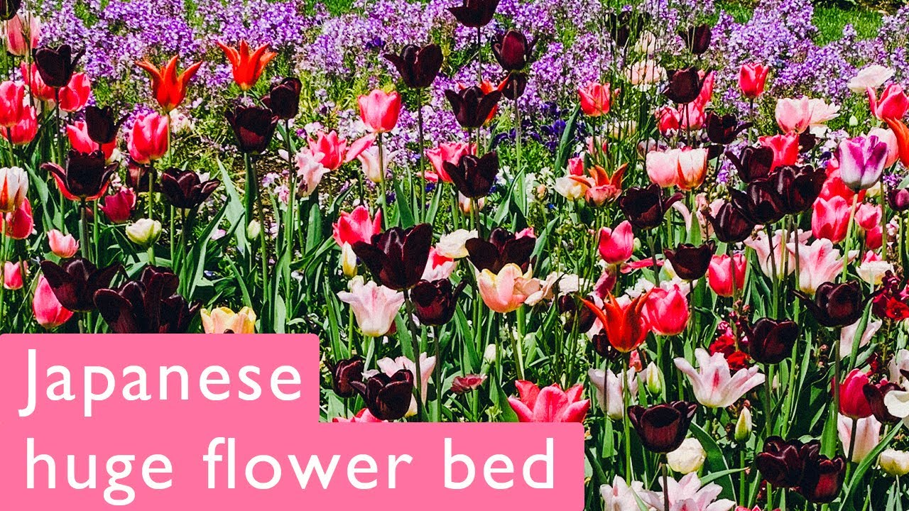 YOKOHAMA. Large seasonal flowerbeds, Satoyama Garden Festa. Japan Travel 季節限定の大花壇 里山ガーデンフェスタ2022 春