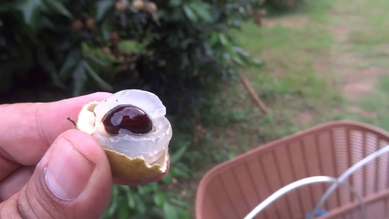 Longan orchard Chiang Mai