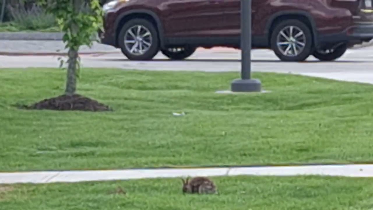 more park rabbits
