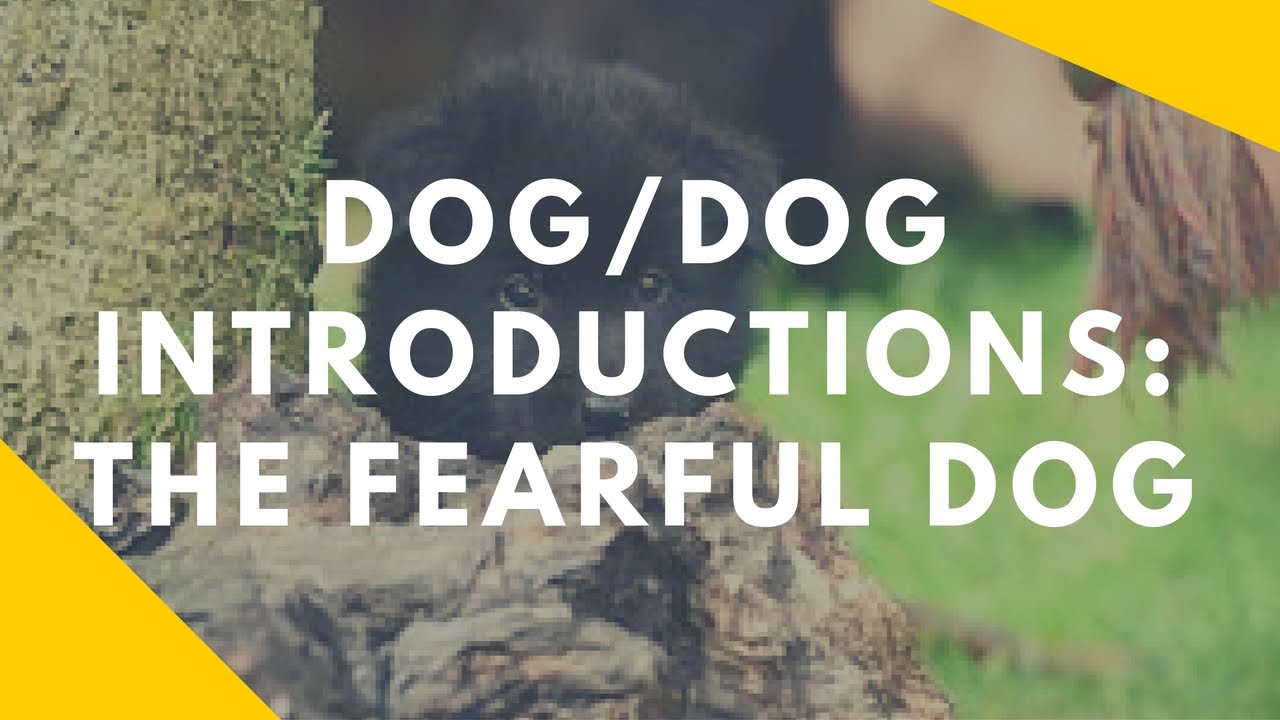 Fearful Dog Introductions