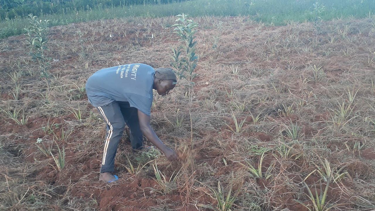 Gukurikirana abahinzi ba pomme nsobanura ibiri mumasezerano ntanga.Eng.Ally,Phone:0788549685
