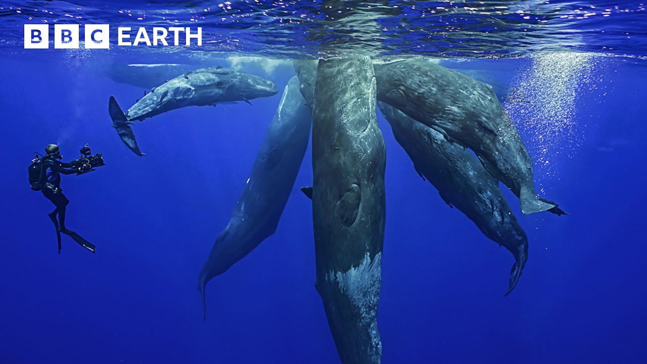 Удивительный мир китов | BBC Earth