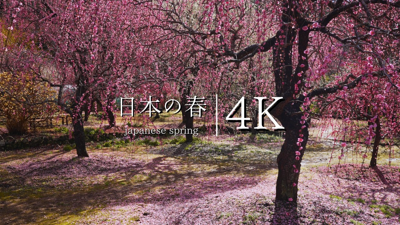 【夫婦で育てた梅の楽園】木下しだれ梅園を訪ねて - JAPAN in 4K
