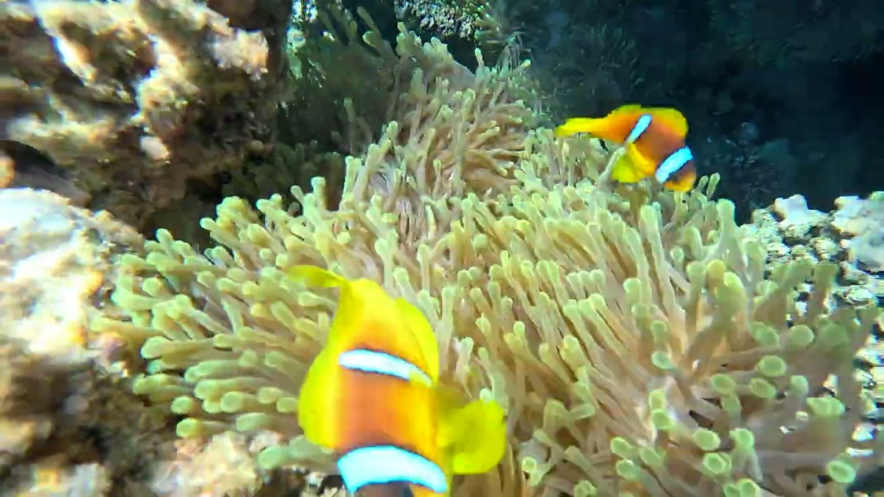 anemone si clownfish 2
