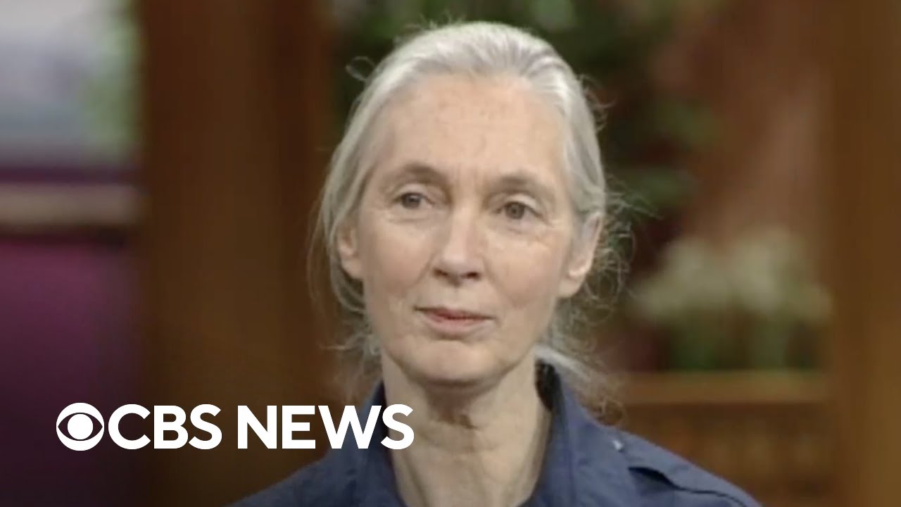 From the archives: Jane Goodall explains how humans and chimpanzees are alike