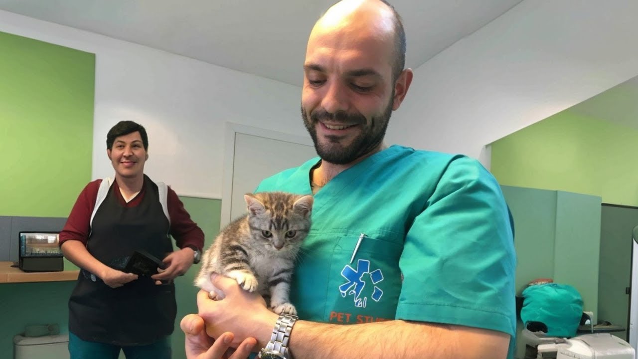 When Your Cat Thinks a Vet Visit Is Just a Hug Day 😹Best Funny Cat TV