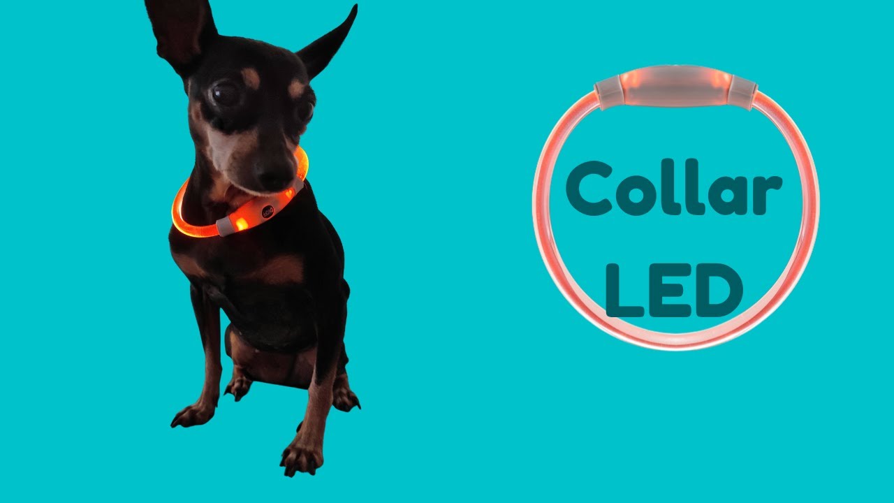 MINI PINSCHER 🐕 con collar de luz LED