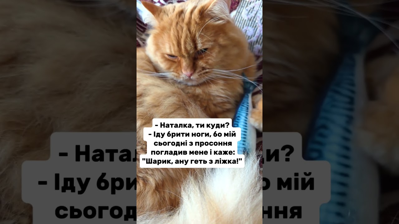 Весна #гуморукраїна #кітблогер #кітсміх #сімейнийгумор  #жартиукраїнською #cat