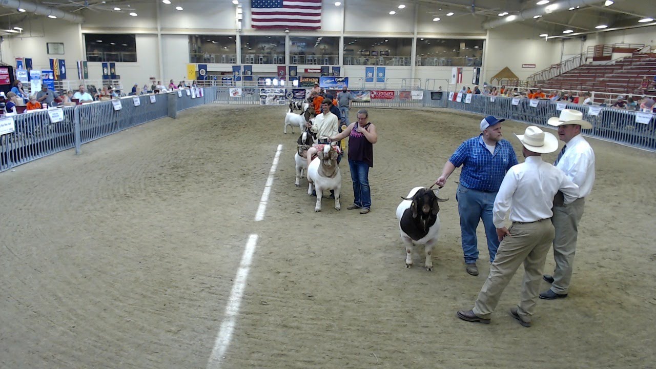 American Boer Goat Association Champion