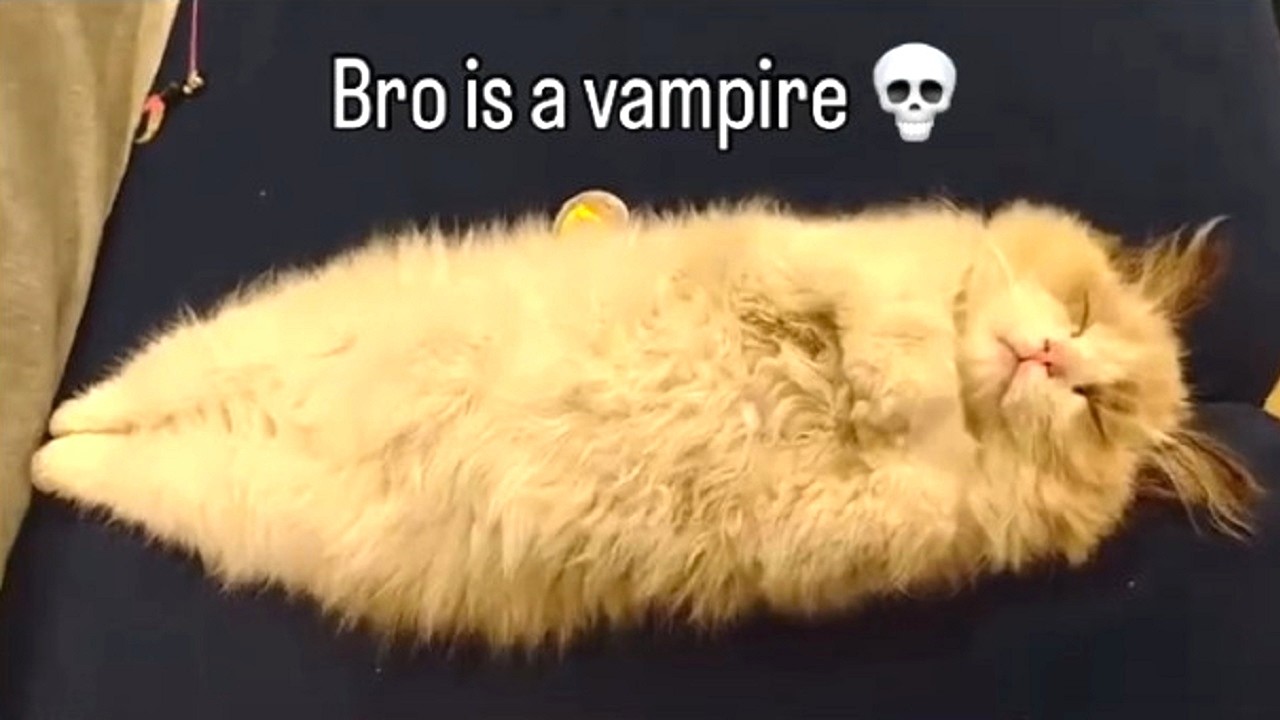 Immortal cats