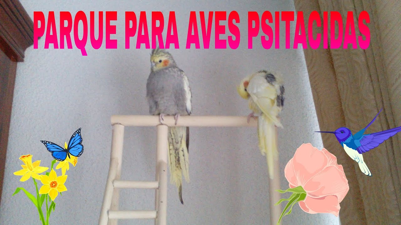 PARQUE PARA AVES PSITÁCIDAS