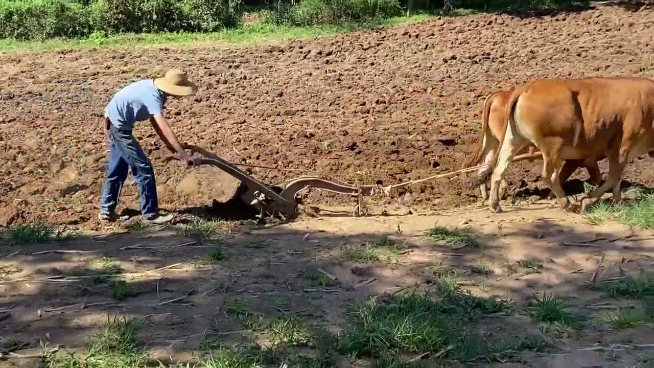 ARANDO TERRA