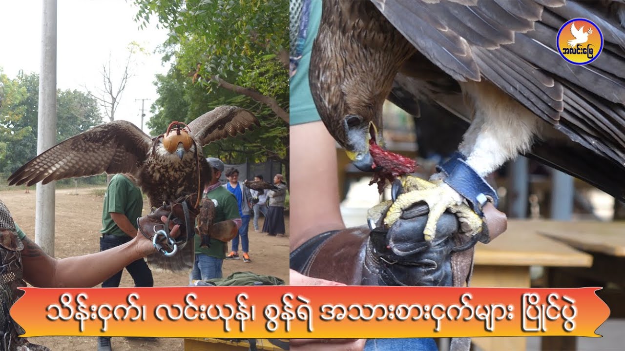 Myanmar Falconry Championship ဦးဆောင်ပွဲကျင်းပ