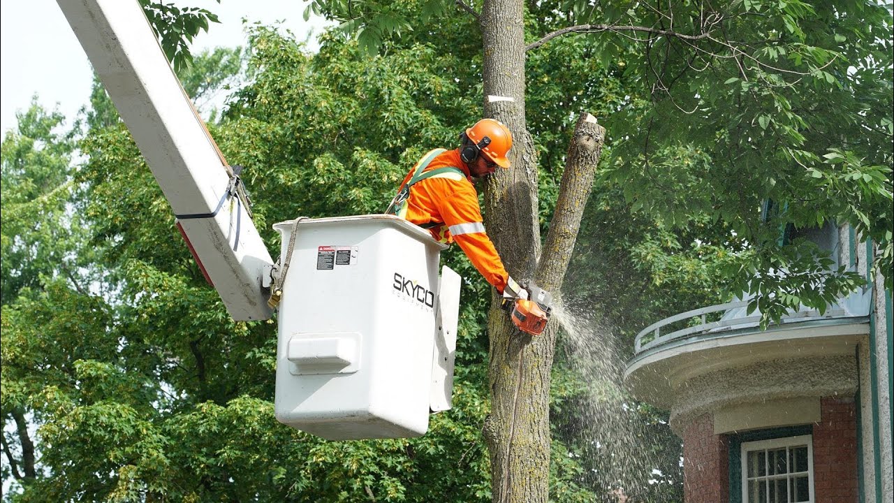 L'agrile du frêne fait des ravages à Québec