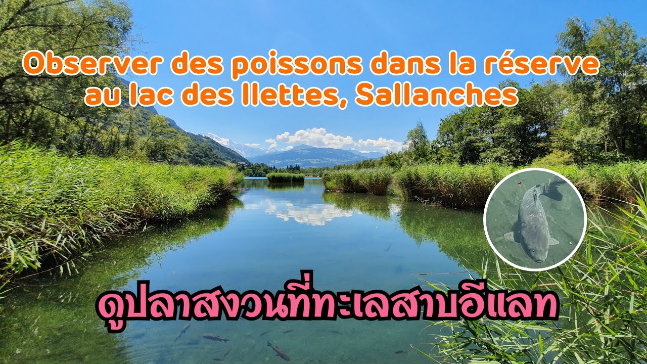 Observer des poissons dans la r&eacute;serve au lac des Ilettes, Sallanches