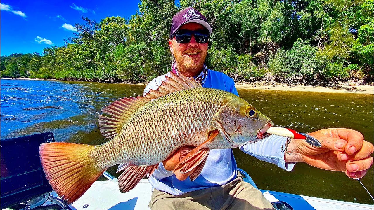 Tin Can Bay Mangrove Jack