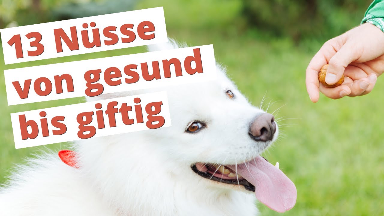 D&uuml;rfen Hunde N&Uuml;SSE essen? 13 Nuss-Sorten von gesund bis giftig | Dogco.de