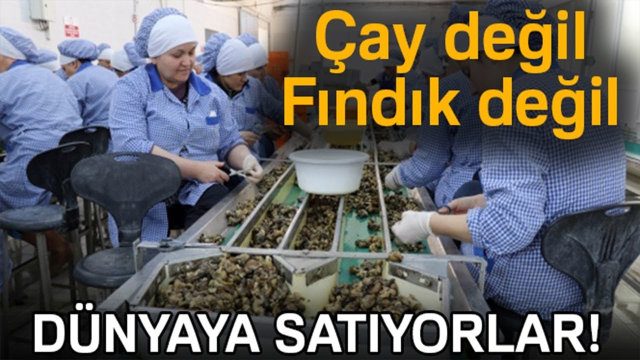 Zonguldak'tan Avrupa'ya Yılda Bin 200 Ton Salyangoz İhraç Ediyorlar